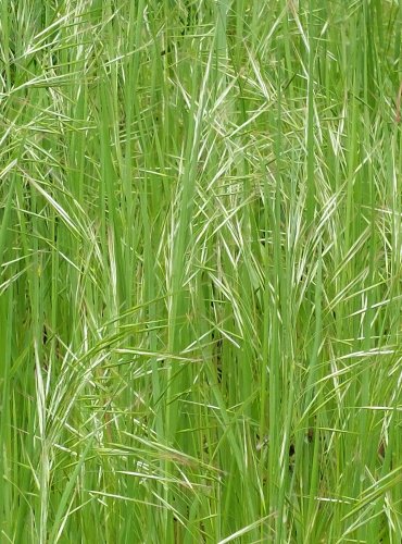 SVEŘEP JALOVÝ (Bromus sterilis) Foto: Marta Knauerová, 5/2023