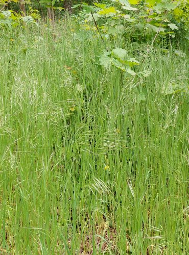 SVEŘEP JALOVÝ (Bromus sterilis) Foto: Marta Knauerová, 5/2023