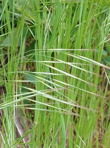 SVEŘEP JALOVÝ (Bromus sterilis) Foto: Marta Knauerová, 5/2023