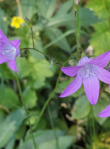 ZVONEK ROZKLADITÝ (Campanula patula) FOTO: Marta Knauerová, 5/2023