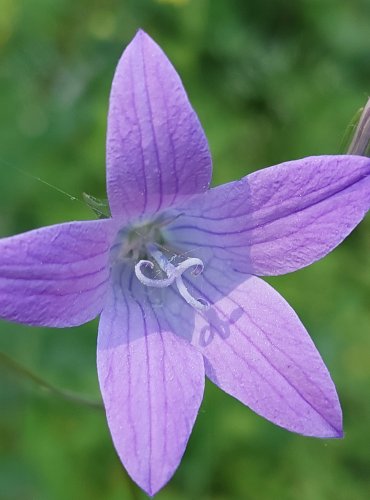 ZVONEK ROZKLADITÝ (Campanula patula) FOTO: Marta Knauerová, 5/2023