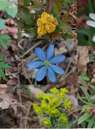 Botanický průvodce českou přírodou
