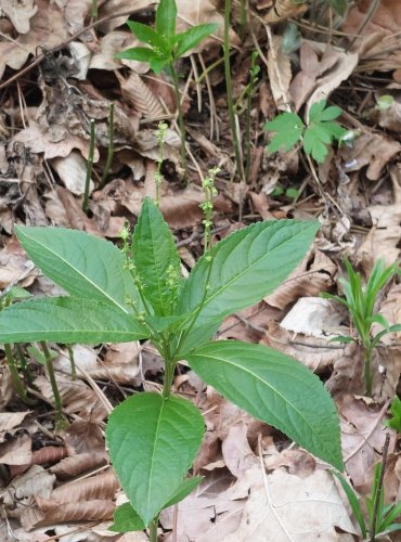 BAŽANKA VYTRVALÁ (Mercurialis perennis) – FOTO: Marta Knauerová