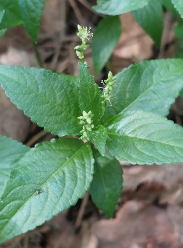 BAŽANKA VYTRVALÁ (Mercurialis perennis) – FOTO: Marta Knauerová