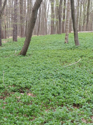 BAŽANKA VYTRVALÁ (Mercurialis perennis) – SOUVISLÝ POROST – FOTO: Marta Knauerová