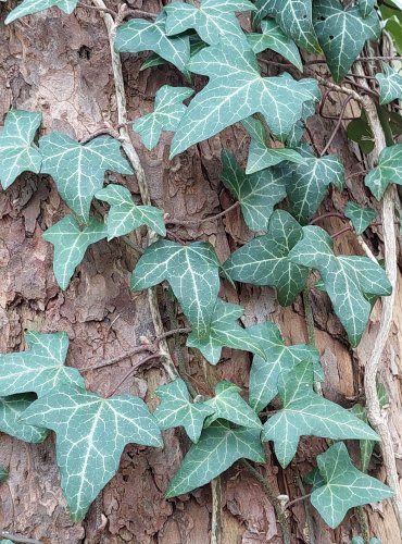 BŘEČŤAN POPÍNAVÝ (Hedera helix) – FOTO: Marta Knauerová