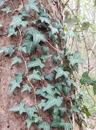 BŘEČŤAN POPÍNAVÝ (Hedera helix) – FOTO: Marta Knauerová