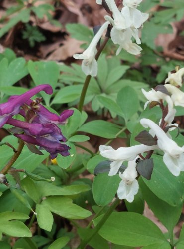 DYMNIVKA DUTÁ (Corydalis cava) – NACHOVÁ A BÍLÁ FORMA – FOTO: Marta Knauerová