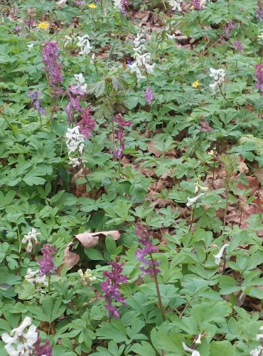 DYMNIVKA DUTÁ (Corydalis cava) – POROST NACHOVÉ A BÍLÉ FORMY – FOTO: Marta Knauerová