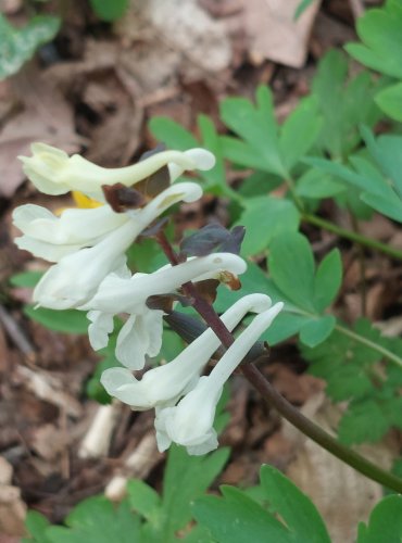 DYMNIVKA DUTÁ (Corydalis cava) – BÍLÁ FORMA – FOTO: Marta Knauerová