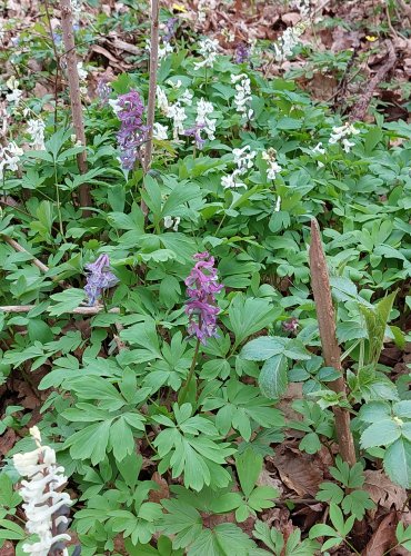 DYMNIVKA DUTÁ (Corydalis cava) – POROST NACHOVÉ A BÍLÉ FORMY – FOTO: Marta Knauerová