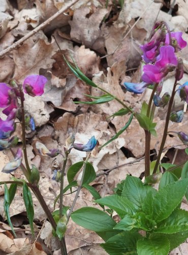 HRACHOR JARNÍ (Lathyrus vernus) – FOTO: Marta Knauerová