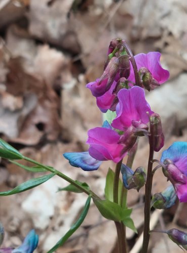 HRACHOR JARNÍ (Lathyrus vernus) – FOTO: Marta Knauerová