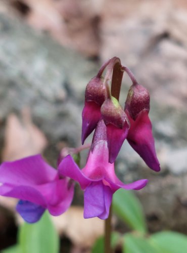 HRACHOR JARNÍ (Lathyrus vernus) – FOTO: Marta Knauerová