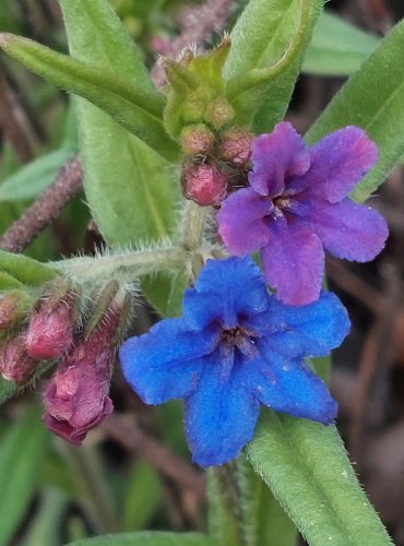 KAMEJKA MODRONACHOVÁ (Buglossoides purpurocaerulea) – C4a vzácnější druh vyžadující další pozornost – FOTO: Marta Knauerová
