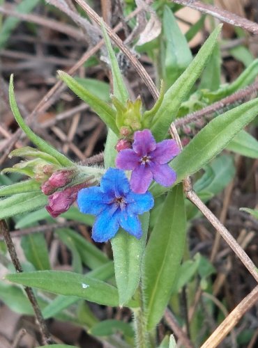 KAMEJKA MODRONACHOVÁ (Buglossoides purpurocaerulea) – C4a vzácnější druh vyžadující další pozornost – FOTO: Marta Knauerová
