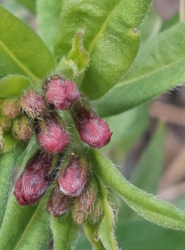 KAMEJKA MODRONACHOVÁ (Buglossoides purpurocaerulea) – C4a vzácnější druh vyžadující další pozornost – FOTO: Marta Knauerová
