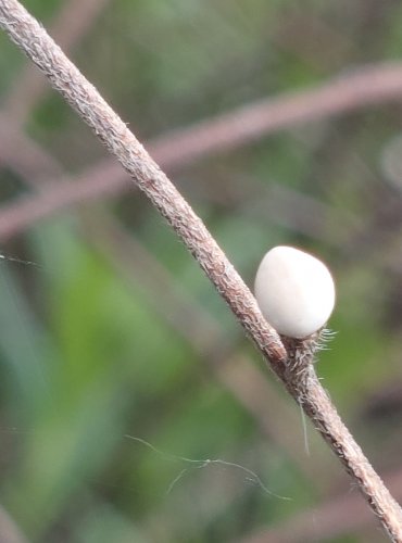 KAMEJKA MODRONACHOVÁ (Buglossoides purpurocaerulea) – PLOD – C4a vzácnější druh vyžadující další pozornost – FOTO: Marta Knauerová