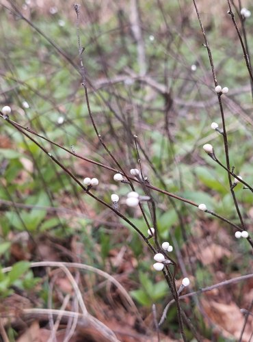 KAMEJKA MODRONACHOVÁ (Buglossoides purpurocaerulea) – PLOD – C4a vzácnější druh vyžadující další pozornost – FOTO: Marta Knauerová