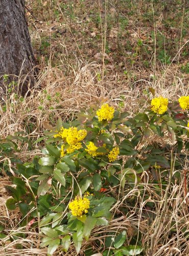 MAHÓNIE CESMÍNOLISTÁ (Mahonia aquifolium) – FOTO: Marta Knauerová