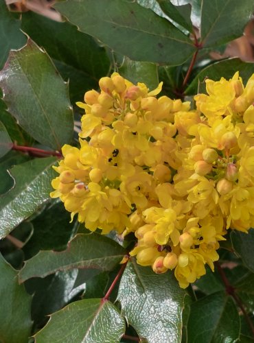 MAHÓNIE CESMÍNOLISTÁ (Mahonia aquifolium) – FOTO: Marta Knauerová