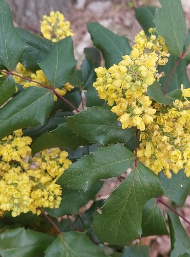 MAHÓNIE CESMÍNOLISTÁ (Mahonia aquifolium) – FOTO: Marta Knauerová