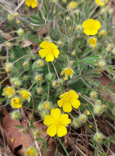 MOCHNA (Potentilla spp.) bez bližšího určení – FOTO: Marta Knauerová, 2022