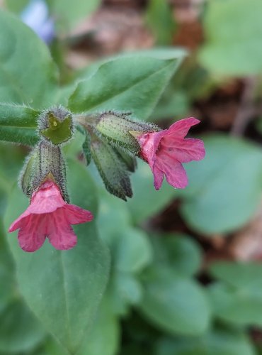 PLICNÍK LÉKAŘSKÝ (Pulmonaria officinalis) – FOTO: Marta Knauerová
