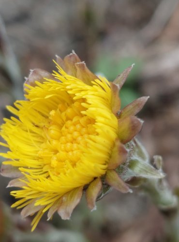 PODBĚL LÉKAŘSKÝ (Tussilago farfara) – FOTO: Marta Knauerová