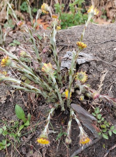 PODBĚL LÉKAŘSKÝ (Tussilago farfara) – FOTO: Marta Knauerová