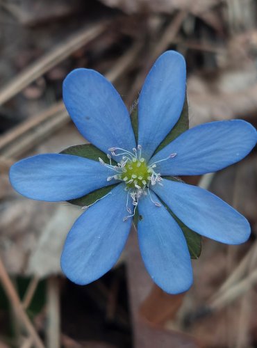 JATERNÍK PODLÉŠKA (Hepatica nobilis) – FOTO: Marta Knauerová