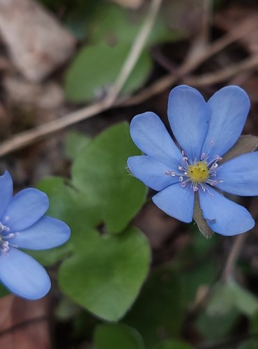 JATERNÍK PODLÉŠKA (Hepatica nobilis) – FOTO: Marta Knauerová