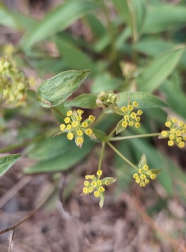 PROROSTLÍK SRPOVITÝ (Bupleurum falcatum) – FOTO: Marta Knauerová