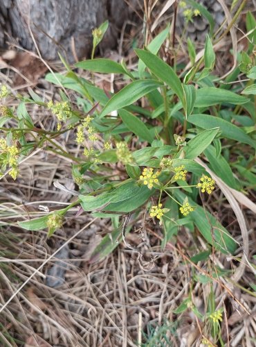 PROROSTLÍK SRPOVITÝ (Bupleurum falcatum) – FOTO: Marta Knauerová