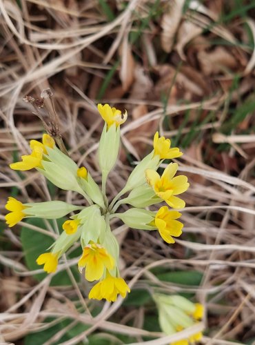 PRVOSENKA JARNÍ (Primula veris) – FOTO: Marta Knauerová