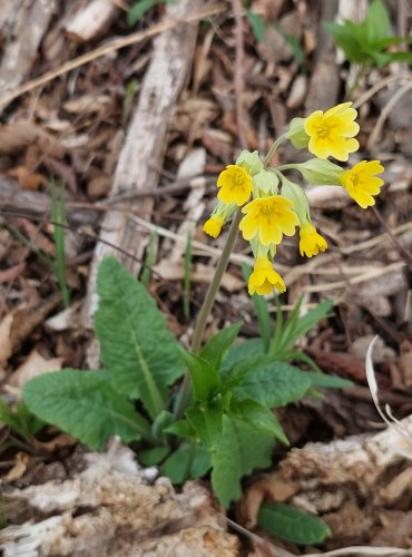 PRVOSENKA JARNÍ (Primula veris) – FOTO: Marta Knauerová