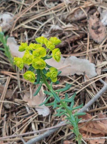 PRYŠEC CHVOJKA (Euphorbia cyparissias) – FOTO: Marta Knauerová