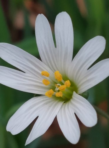 PTAČINEC VELKOKVĚTÝ (Stellaria holostea) – FOTO: Marta Knauerová