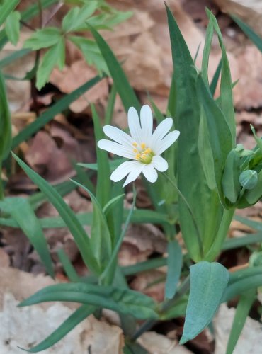 PTAČINEC VELKOKVĚTÝ (Stellaria holostea) – FOTO: Marta Knauerová