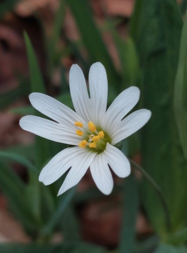 PTAČINEC VELKOKVĚTÝ (Stellaria holostea) – FOTO: Marta Knauerová