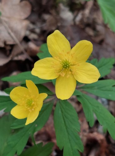 SASANKA PRYSKYŘNÍKOVITÁ (Anemone ranunculoides) – FOTO: Marta Knauerová