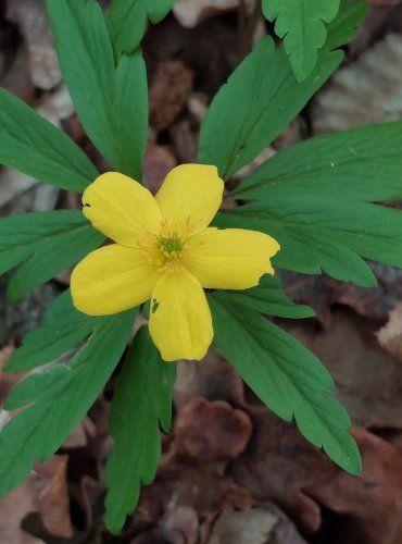 SASANKA PRYSKYŘNÍKOVITÁ (Anemone ranunculoides) – FOTO: Marta Knauerová