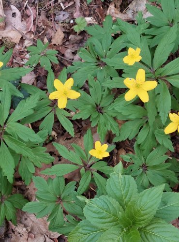 SASANKA PRYSKYŘNÍKOVITÁ (Anemone ranunculoides) – FOTO: Marta Knauerová