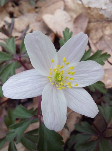 SASANKA HAJNÍ (Anemone nemorosa) – FOTO: Marta Knauerová