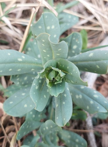 VOSKOVKA MENŠÍ (Cerinthe minor) – C4a vzácnější druh vyžadující další pozornost – FOTO: Marta Knauerová
