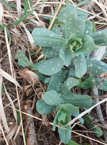 
VOSKOVKA MENŠÍ (Cerinthe minor) – C4a vzácnější druh vyžadující další pozornost – FOTO: Marta Knauerová
