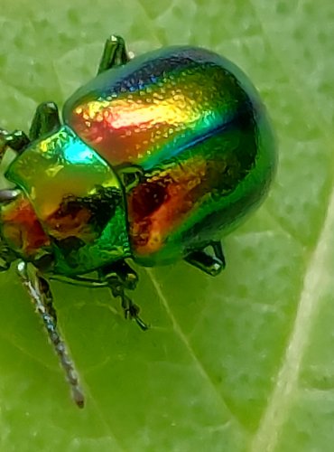 MANDELINKA NÁDHERNÁ (Chrysolina fastuosa) FOTO: Marta Knauerová, 2022