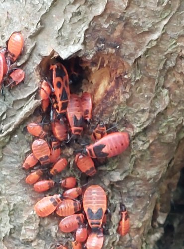 RUMĚNICE POSPOLNÁ (Pyrrhocoris apterus) FOTO: Marta Knauerová, 2022