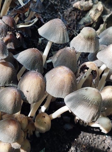 HNOJNÍK TŘPYTIVÝ (Coprinellus micaceus) – FOTO: Marta Knauerová, 2022