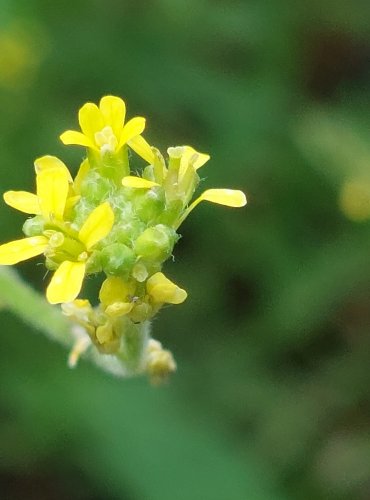 HULEVNÍK LÉKAŘSKÝ (Sisymbrium officinale) FOTO: Marta Knauerová, 2022